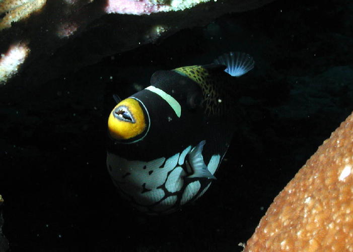 Clown Triggerfish - MZ Photo