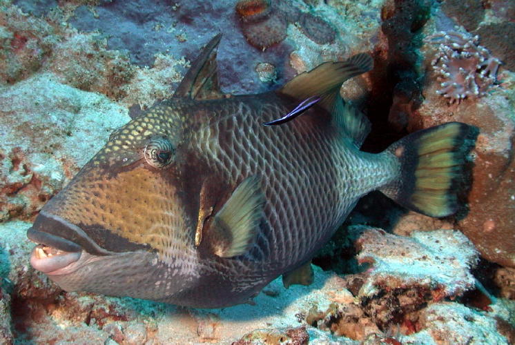 Titan Triggerfish - GAL Photo