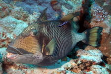 Titan Triggerfish - GAL Photo