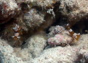 Tube Anemone with Shrimp - GAL Photo