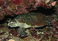 Sea Turtle - MZ Photo