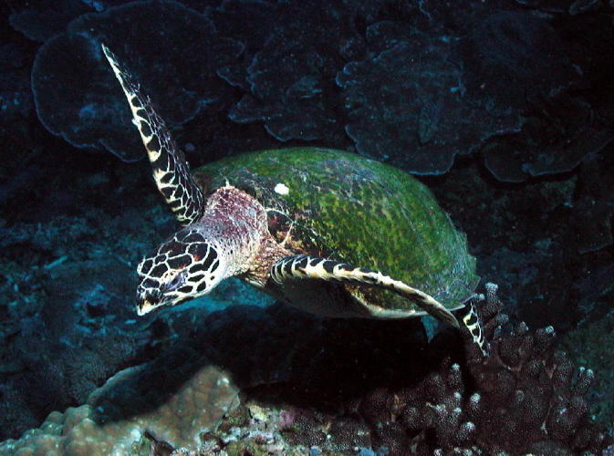 Sea Turtle - MZ Photo