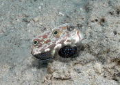 Two Spot Goby - GAL Photo