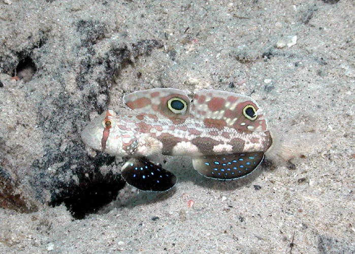 Two Spot Goby - GAL Photo