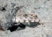 Two Spot Goby - GAL Photo