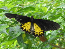 Butterfly - KLM Photo