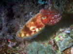 Cuttlefish - GAL Photo