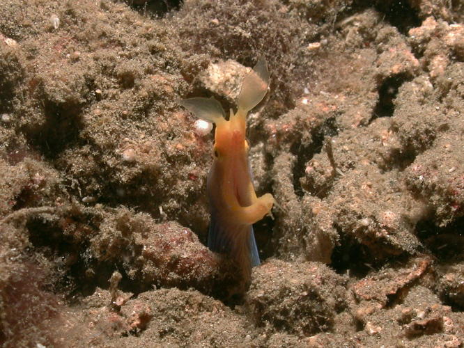 Blue Ribbon Eel - GAL Photo