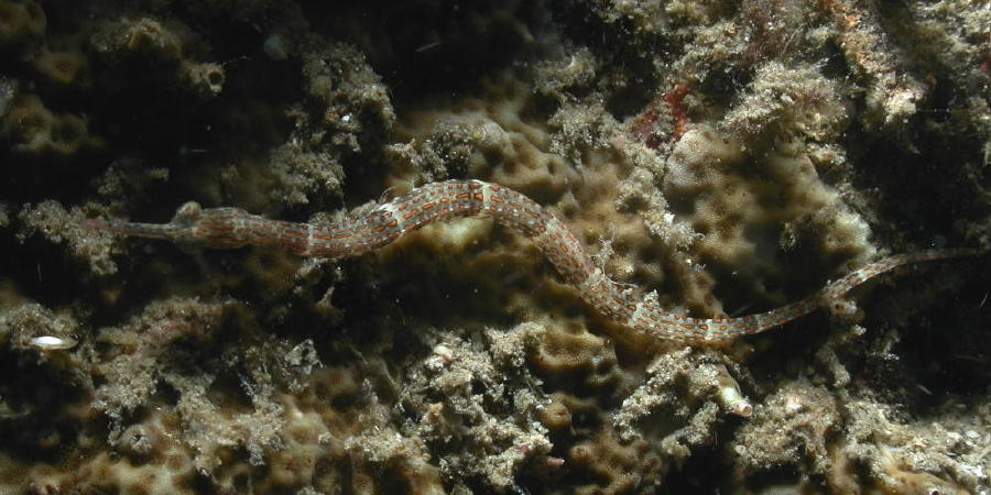 Banded Pipefish - GAL Photo