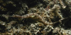 Banded Pipefish - GAL Photo