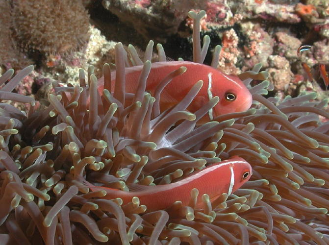 Anemone Fish - GAL Photo