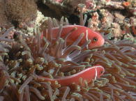 Anemone Fish - GAL Photo