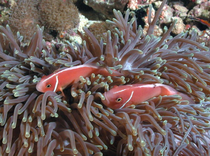 Anemone Fish - GAL Photo