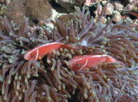 Anemone Fish - GAL Photo