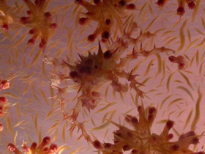 Decorator Crab on Soft Coral - GAL Photo