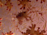 Decorator Crab on Soft Coral - GAL Photo