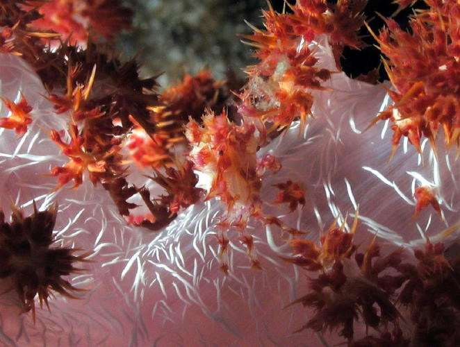 Decorator Crab on Soft Coral - GAL Photo