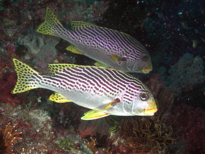 Oriental Sweetlips - GAL Photo