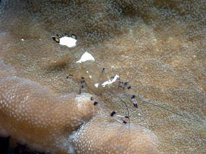 Coral Shrimp - GAL Photo