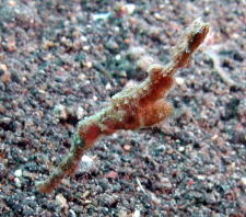 Leaf Pipefish - GAL Photo