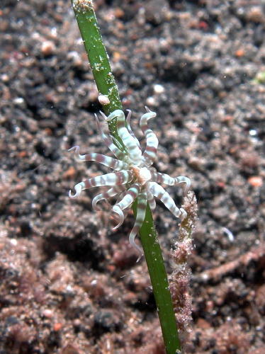 I have no idea what this is - some kind of anemone? - GAL Photo