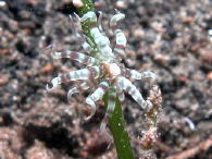 I have no idea what this is - some kind of anemone? - GAL Photo