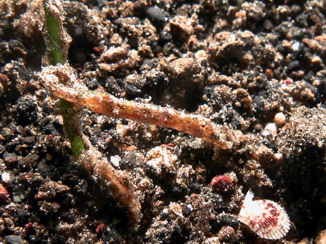 Dwarf Pipefish - GAL Photo