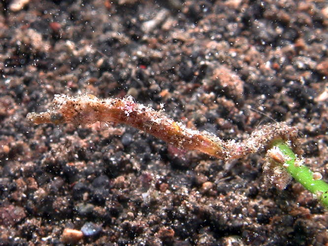 Pipefish - GAL Photo