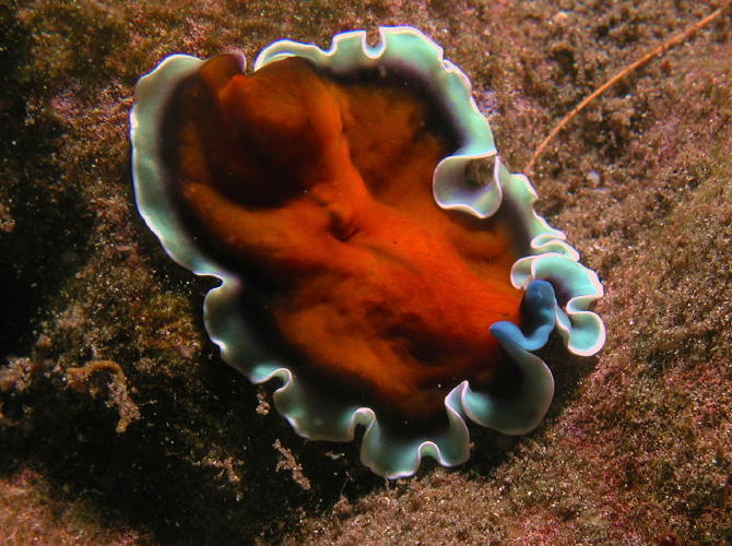 Flatworm - GAL Photo