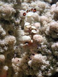 Coral Shrimp - GAL Photo