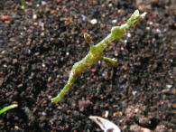 Robust Pipefish - GAL Photo