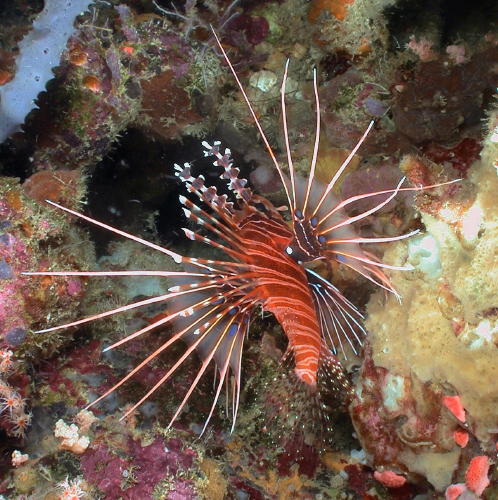 Backside of a Lionfish - GAL Photo