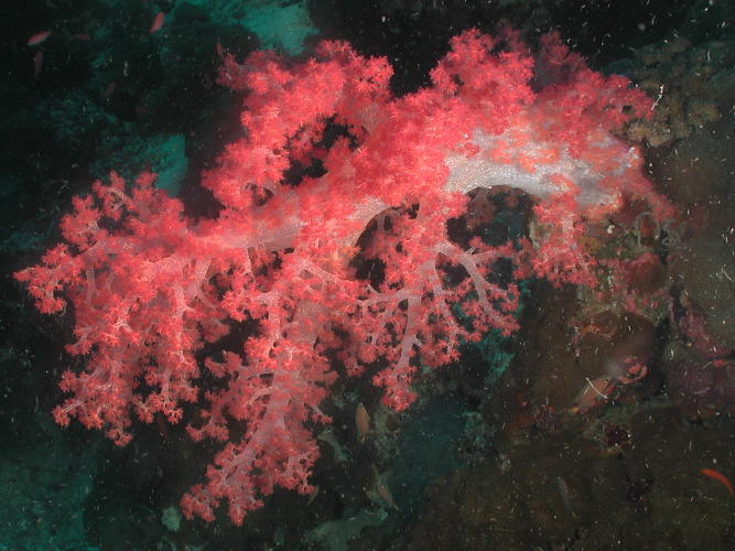 Soft Coral - GAL Photo