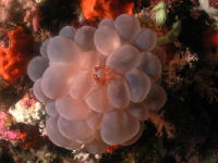 Party on a Bubble Coral - GAL Photo