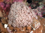 Soft Coral - GAL Photo