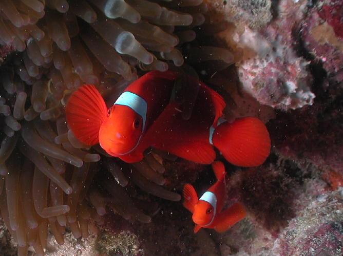 Anemone Fish - GAL Photo