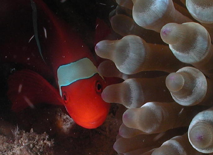 Anemone Fish - GAL Photo