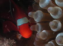 Anemone Fish - GAL Photo