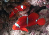 Anemone Fish - GAL Photo