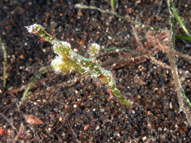 Robust Pipefish - GAL Photo