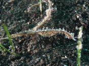 Pipefish - GAL Photo