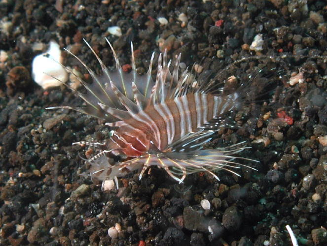 Dwarf Lion Fish - GAL Photo