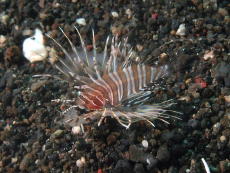 Dwarf Lion Fish - GAL Photo