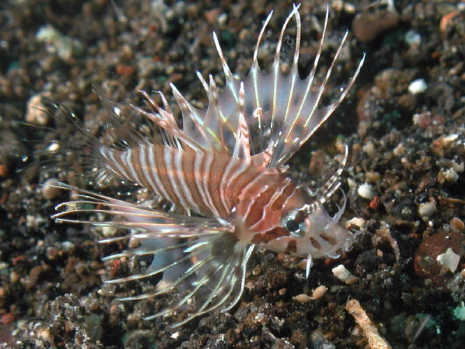 Dwarf Lion Fish - GAL Photo