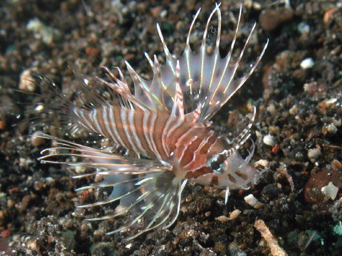 Dwarf Lion Fish - GAL Photo