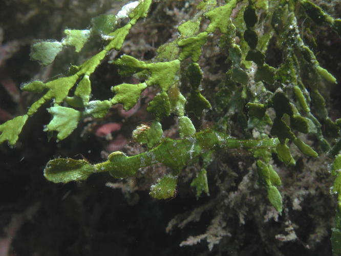 Robust Pipefish - Can you see him? - GAL Photo