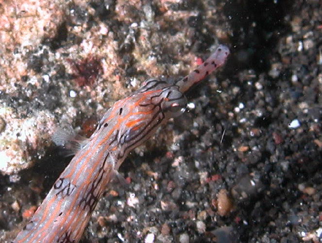 Banded Pipefish Close-up - GAL Photo
