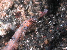 Banded Pipefish Close-up - GAL Photo