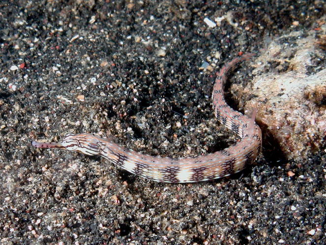 Banded Pipefish - GAL Photo