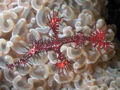 Harlequin Ghost Pipefish - GAL Photo